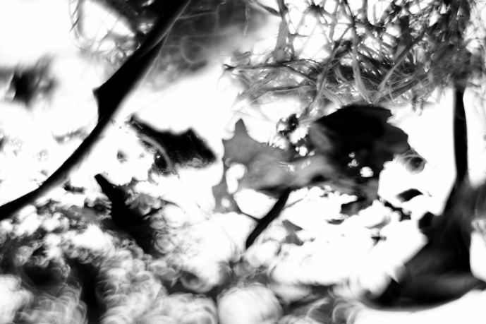 BSFI_1
