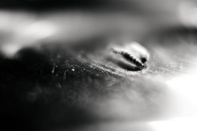 BSFI_4