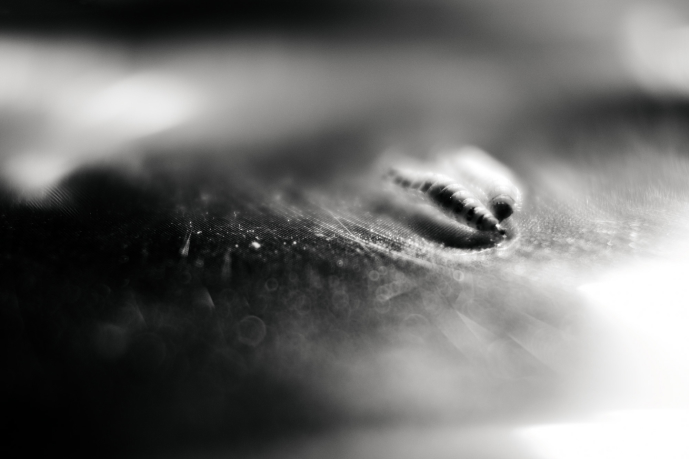BSFI_4