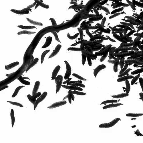 img_collection_500_03