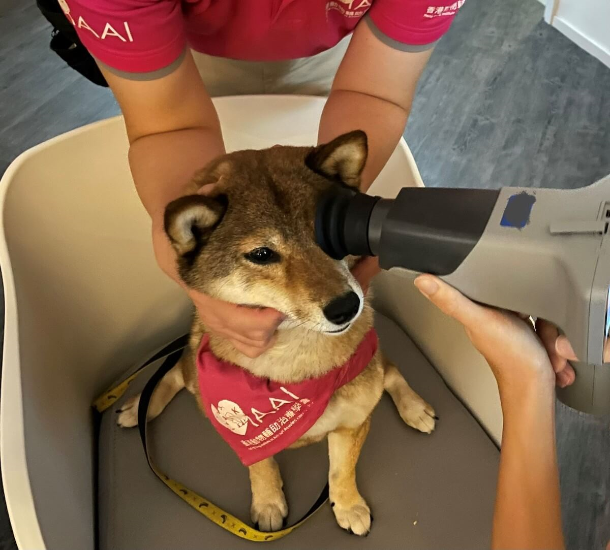 dog-dau-dau-_taking-retinal-image