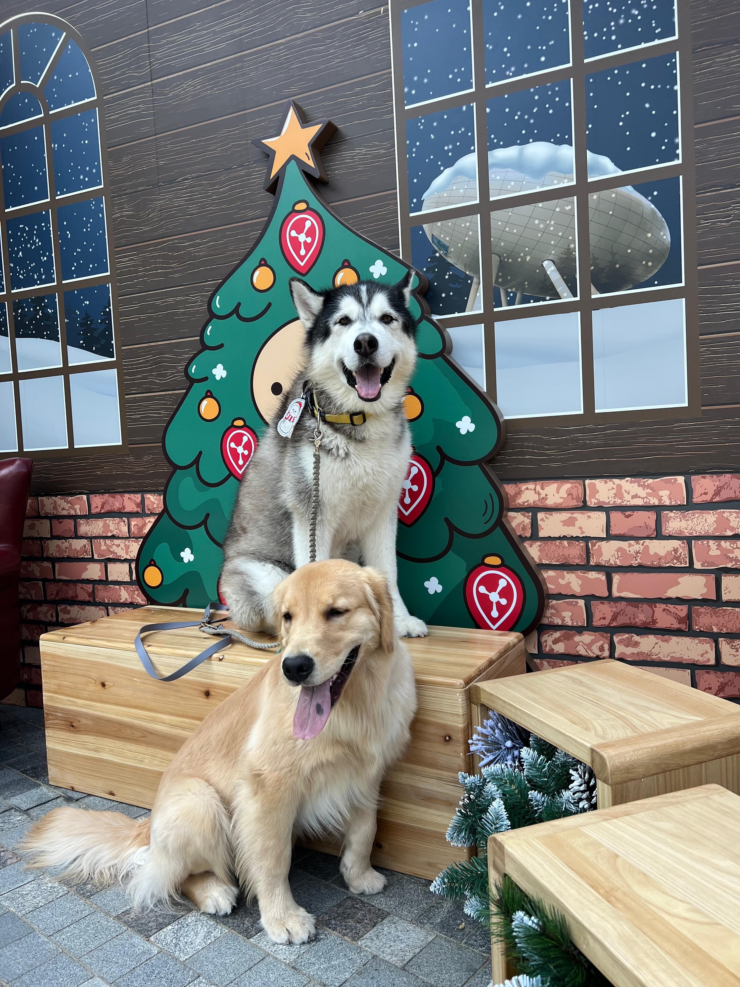 Dogs_Grand Plaza