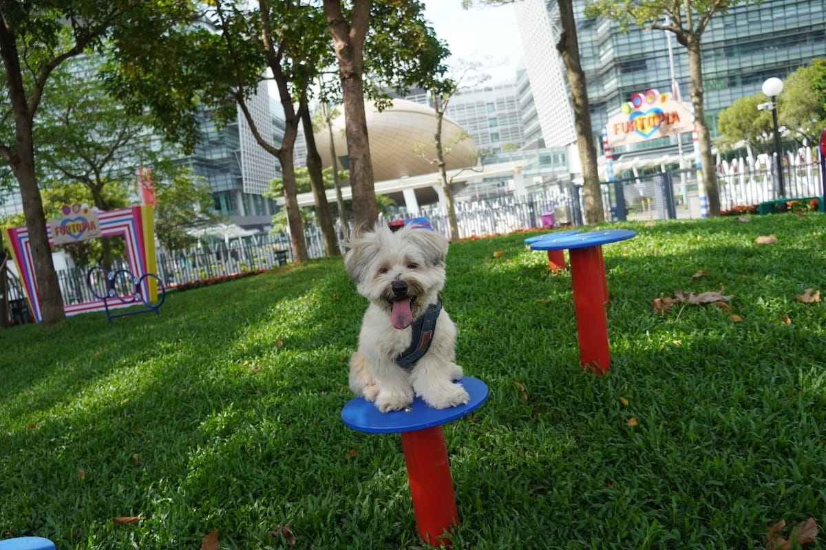 pet-photo1