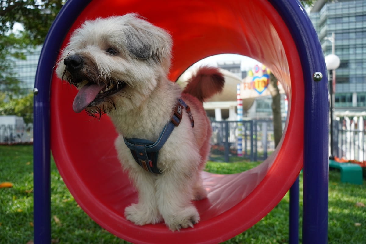 pet-photo2