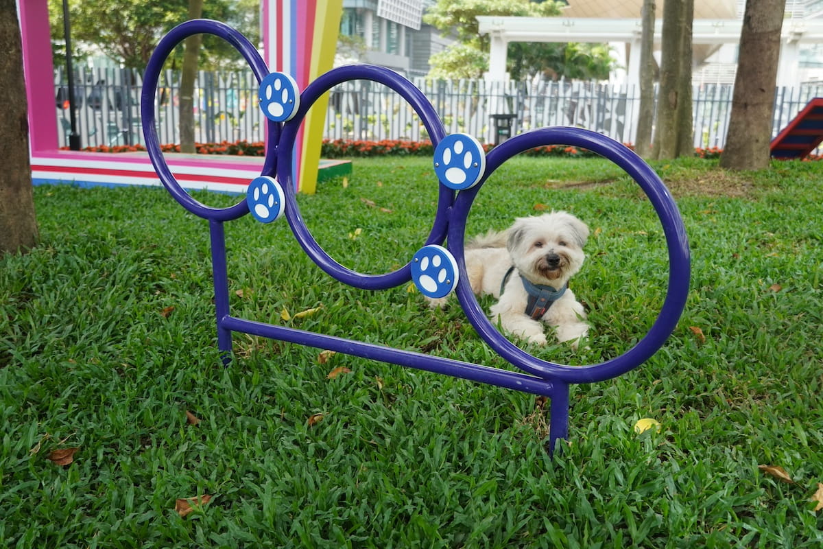 pet-photo3