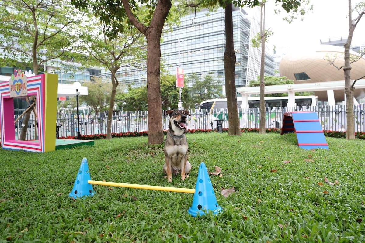 pet-photo4